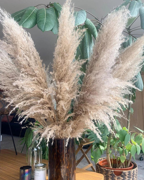 Pampasgras 115 cm - Droogbloemen