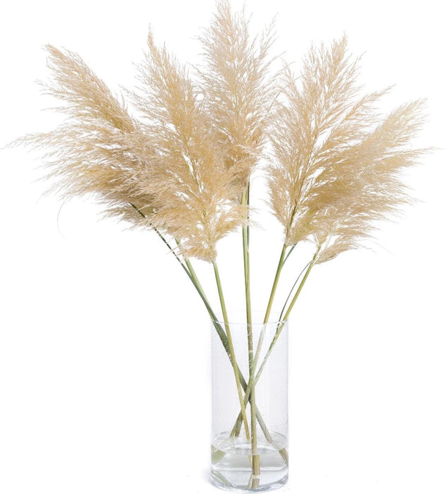 Pampasgras 115 cm - Droogbloemen